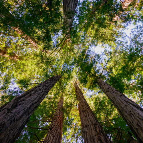 muirwoods-shutterstock_303081878-HDR
